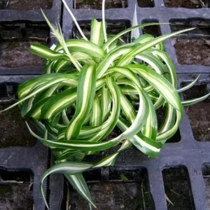 Spider Plant Live Houseplant - 10-inch Tall, 4-inch Pot, Easy Care Indoor Plant - Image 3