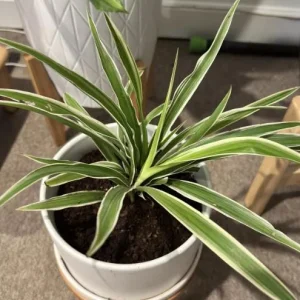Spider Plant Live Houseplant - 10-inch Tall, 4-inch Pot, Easy Care Indoor Plant - Image 4