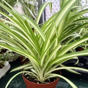 Spider Plant Live Houseplant - 10-inch Tall, 4-inch Pot, Easy Care Indoor Plant - Image 5