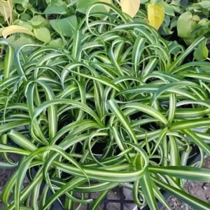 Spider Plant Live Houseplant - 10-inch Tall, 4-inch Pot, Easy Care Indoor Plant - Image 6
