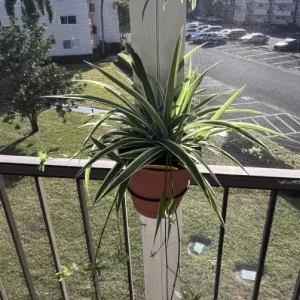 Spider Plant Live Houseplant - 10-inch Tall, 4-inch Pot, Easy Care Indoor Plant - Image 7