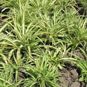 Spider Plant Live Houseplant - 10-inch Tall, 4-inch Pot, Easy Care Indoor Plant - Image 1