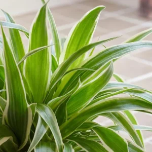 Spider Plant Live Houseplant - 5-inch Tall Easy-Care Indoor Plant - Image 2