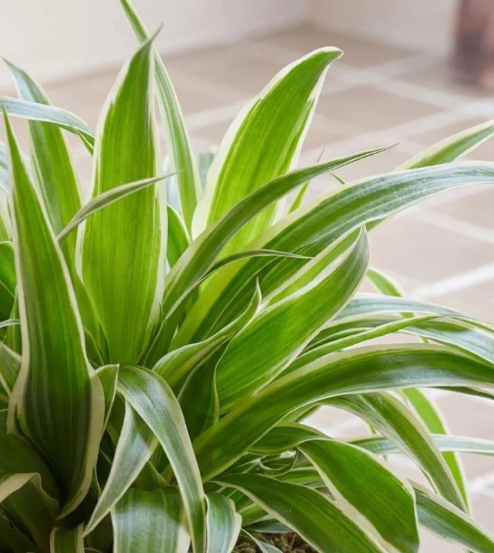 Spider Plant Live Houseplant - 5-inch Tall Easy-Care Indoor Plant - Image 2