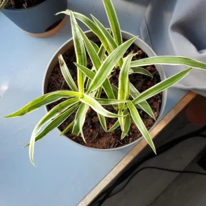 Spider Plant Live Houseplant - 5-inch Tall Easy-Care Indoor Plant - Image 3