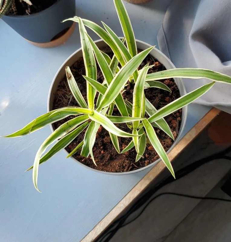 Spider Plant Live Houseplant - 5-inch Tall Easy-Care Indoor Plant - Image 3