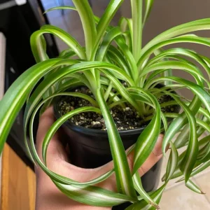 Spider Plant Live Houseplant - 5-inch Tall Easy-Care Indoor Plant - Image 4