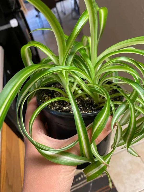 Spider Plant Live Houseplant - 5-inch Tall Easy-Care Indoor Plant - Image 4