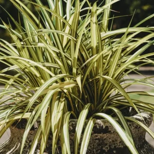 Spider Plant Live Houseplant - 5-inch Tall Easy-Care Indoor Plant - Image 5