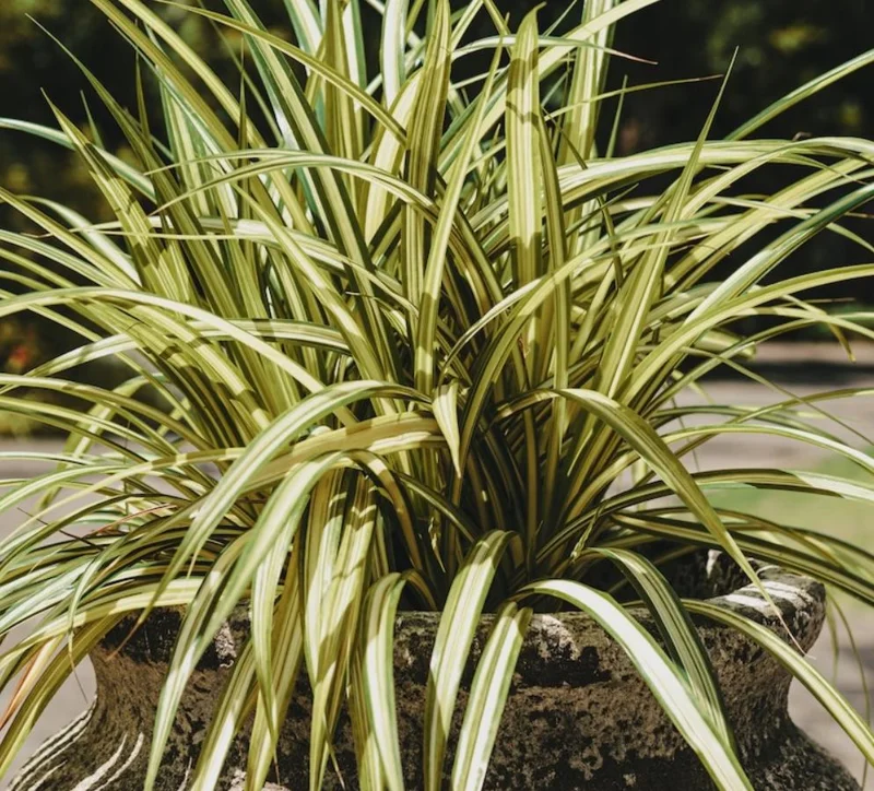 Spider Plant Live Houseplant - 5-inch Tall Easy-Care Indoor Plant - Image 5