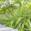 Spider Plant Live Houseplant - 5-inch Tall Easy-Care Indoor Plant - Image 1