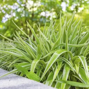 Spider Plant Live Houseplant - 5-inch Tall Easy-Care Indoor Plant - Image 1
