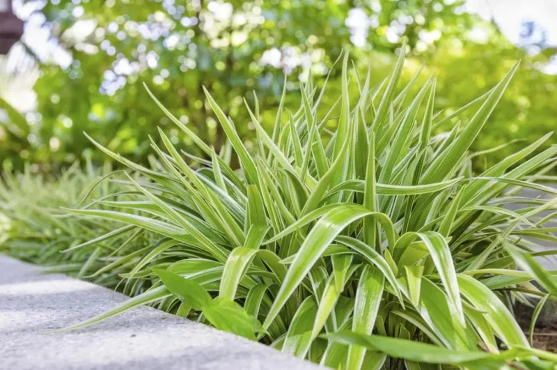 Spider Plant Live Houseplant - 5-inch Tall Easy-Care Indoor Plant - Image 1