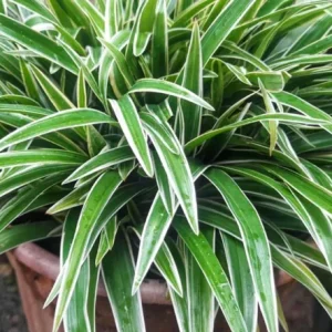 Spider Plant Live Houseplant - 5-inch Tall Easy-Care Indoor Plant - Image 6