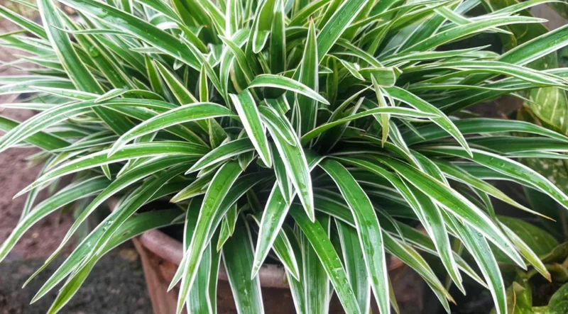 Spider Plant Live Houseplant - 5-inch Tall Easy-Care Indoor Plant - Image 6