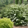 Spiraea nipponica 'White Wedding Cake' Cuttings - Set of 10 Unrooted, 6-8 Inches, Outdoor Shrub - Image 1