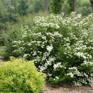 Spiraea nipponica 'White Wedding Cake' Cuttings - Set of 10 Unrooted, 6-8 Inches, Outdoor Shrub - Image 1