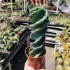 Spiral Cactus Live Plant – Cereus Forbesii Spiralis – 3.5 inch Pot – Rare Rooted Cactus - Image 1