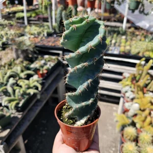 Spiral Cactus Live Plant – Cereus Forbesii Spiralis – 3.5 inch Pot – Rare Rooted Cactus - Image 1