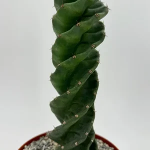 Spiral Cactus Live Plant - Cereus Forbesii Spiralis - 6 Inch Pot - Unique Indoor Succulent - Image 2