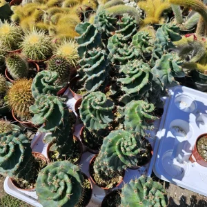 Spiral Cactus Live Plant – Cereus Forbesii Spiralis – 3.5 inch Pot – Rare Rooted Cactus - Image 2