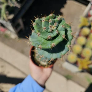 Spiral Cactus Live Plant – Cereus Forbesii Spiralis – 3.5 inch Pot – Rare Rooted Cactus - Image 3