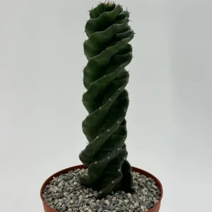 Spiral Cactus Live Plant - Cereus Forbesii Spiralis - 6 Inch Pot - Unique Indoor Succulent - Image 3