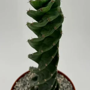 Spiral Cactus Live Plant - Cereus Forbesii Spiralis - 6 Inch Pot - Unique Indoor Succulent - Image 4