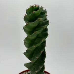 Spiral Cactus Live Plant - Cereus Forbesii Spiralis - 6 Inch Pot - Unique Indoor Succulent - Image 5