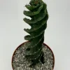Spiral Cactus Live Plant - Cereus Forbesii Spiralis - 6 Inch Pot - Unique Indoor Succulent - Image 1