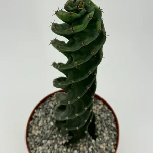 Spiral Cactus Live Plant - Cereus Forbesii Spiralis - 6 Inch Pot - Unique Indoor Succulent - Image 1