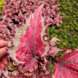 Spitfire Rex Begonia Live Plant – 5 Inch Pot – Indoor Foliage Plant - Image 2