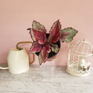 Spitfire Rex Begonia Live Plant – 5 Inch Pot – Indoor Foliage Plant - Image 3