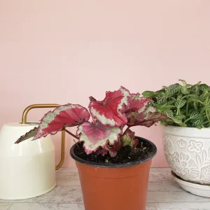 Spitfire Rex Begonia Live Plant – 5 Inch Pot – Indoor Foliage Plant - Image 4