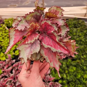 Spitfire Rex Begonia Live Plant – 5 Inch Pot – Indoor Foliage Plant - Image 5