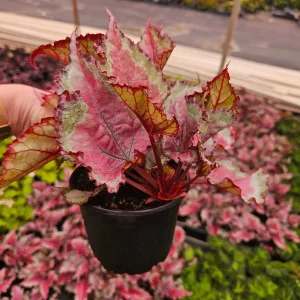 Spitfire Rex Begonia Live Plant – 5 Inch Pot – Indoor Foliage Plant - Image 1