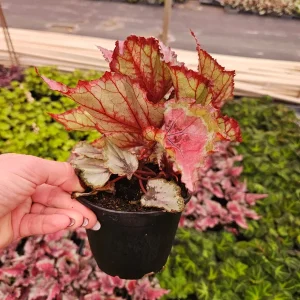Spitfire Rex Begonia Live Plant – 5 Inch Pot – Indoor Foliage Plant - Image 6