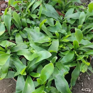 Staghorn Fern Live Plant – 4 inch Pot – Unique Indoor Houseplant - Image 2
