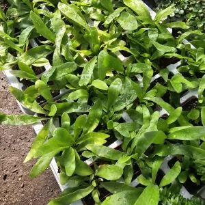 Staghorn Fern Live Plant – 4 inch Pot – Unique Indoor Houseplant - Image 3