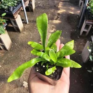 Staghorn Fern Live Plant – 4 inch Pot – Unique Indoor Houseplant - Image 4