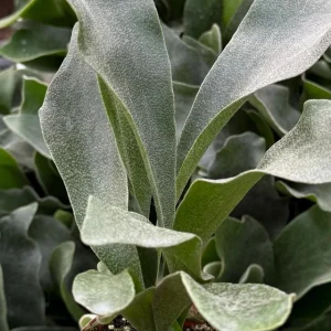 Staghorn Fern (Platycerium Bifurcatum) Live Plant - Unique Hanging Houseplant - Image 2