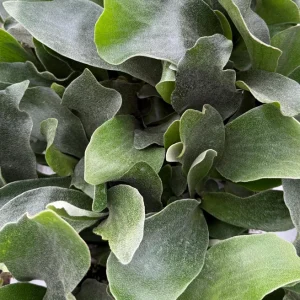 Staghorn Fern (Platycerium Bifurcatum) Live Plant - Unique Hanging Houseplant - Image 3