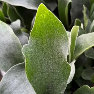 Staghorn Fern (Platycerium Bifurcatum) Live Plant - Unique Hanging Houseplant - Image 4