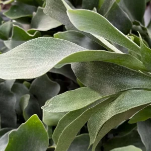 Staghorn Fern (Platycerium Bifurcatum) Live Plant - Unique Hanging Houseplant - Image 1