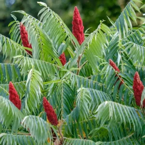 Staghorn Sumac Bare Root Plant - 1-2ft Tall Tree Seedling, Dormant - Image 2