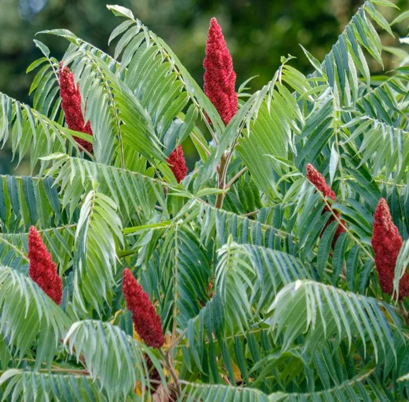 Staghorn Sumac Bare Root Plant - 1-2ft Tall Tree Seedling, Dormant - Image 2