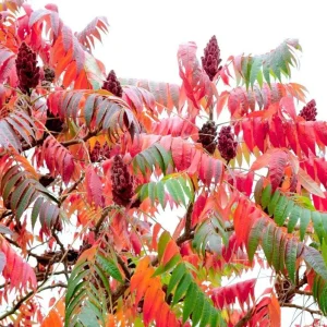 Staghorn Sumac Bare Root Plant - 1-2ft Tall Tree Seedling, Dormant - Image 3