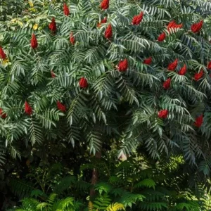 Staghorn Sumac Bare Root Plant - 1-2ft Tall Tree Seedling, Dormant - Image 4
