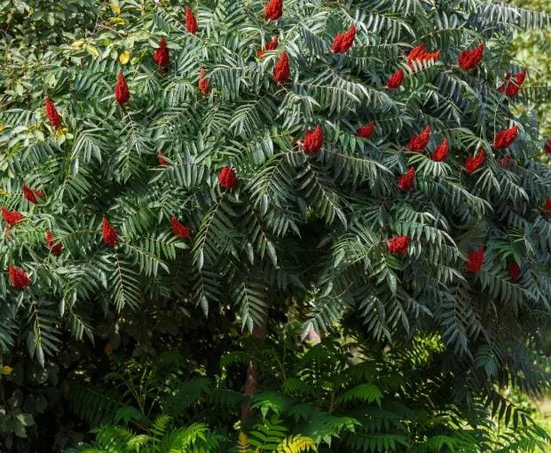 Staghorn Sumac Bare Root Plant - 1-2ft Tall Tree Seedling, Dormant - Image 4