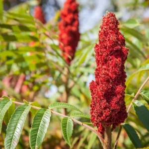 Staghorn Sumac Bare Root Plant - 1-2ft Tall Tree Seedling, Dormant - Image 5